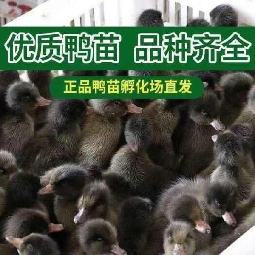 金锭鸭苗诚信商家 买1000送200包防疫包运输货到满意付款