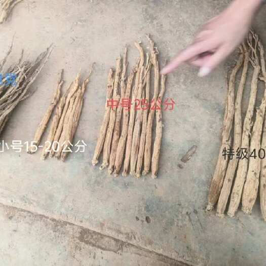 威宁县党参批发黄党