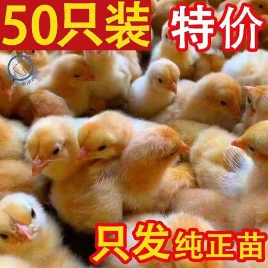灵宝市三黄鸡苗诚信商家 买1000送200包防疫包运输货到满意付款