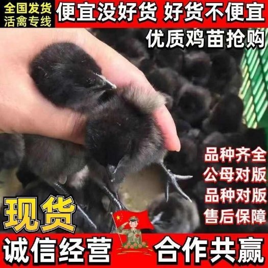 旺苍县五黑鸡苗诚信商家买1000送200包防疫 包运输货到满意付款