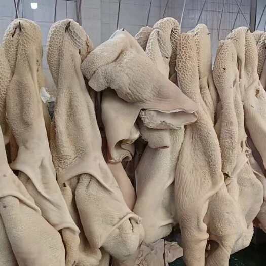 阳信县国产牛大肚 带金钱肚 全熟牛肚