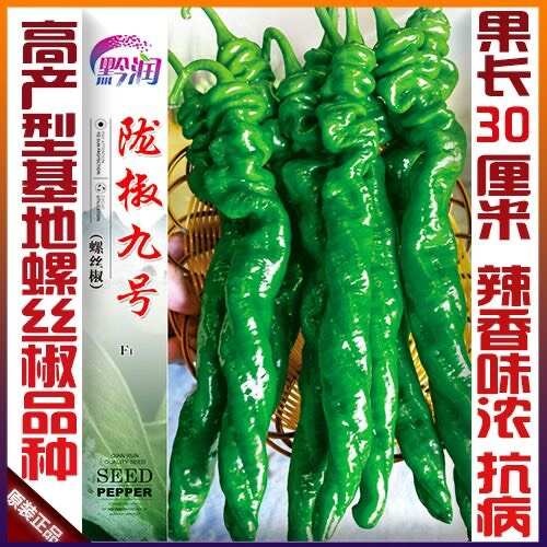 凯里市陇椒九号螺丝椒种子大果螺丝辣椒种子薄皮高产辣椒种子基地种植