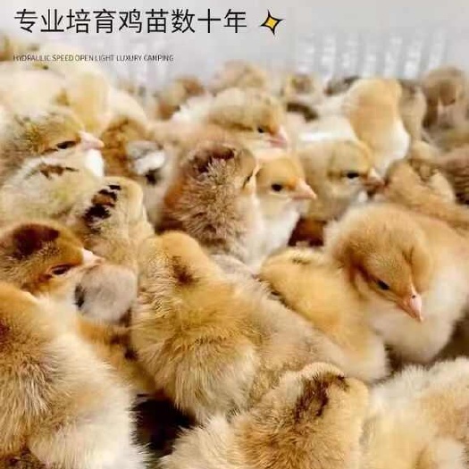 寿光市麻鸡苗 诚信商家买1000送200包防疫 包运输货到满意付款
