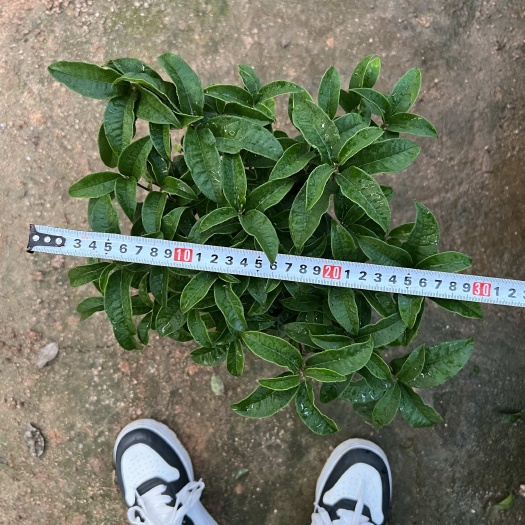 漳平市四季桂花