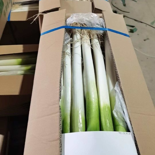 漳浦县福建精品毛葱，网袋葱，箱葱