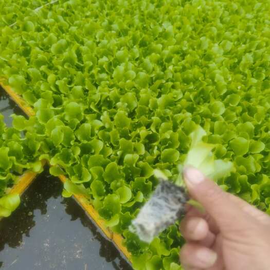 闻喜县生菜苗