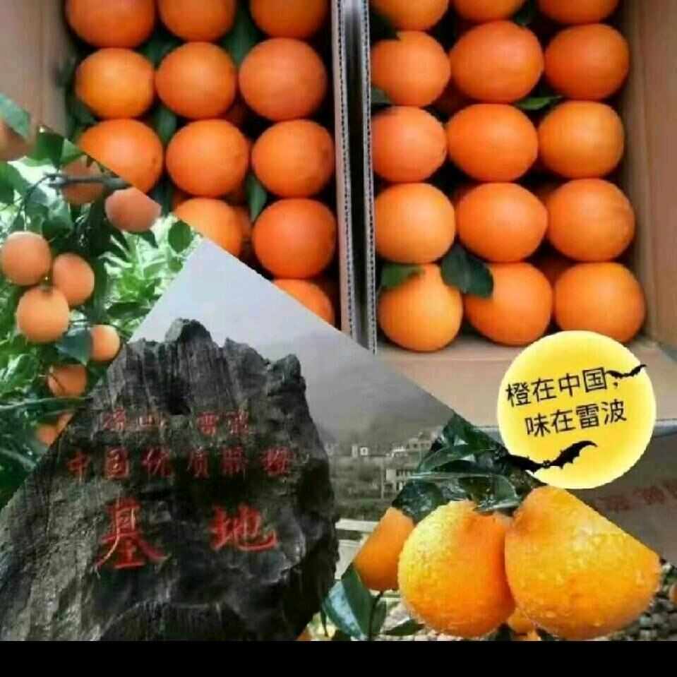 四川凉山雷波脐橙新鲜上市 健康美味 果实饱满汁多