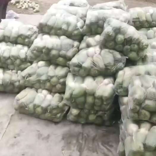 大荔县萝卜