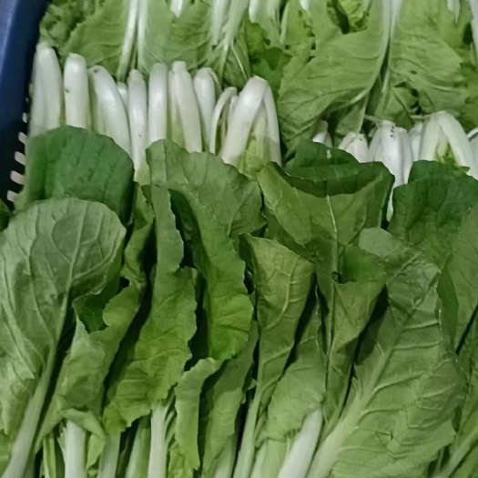 金堂县小白菜，上海青