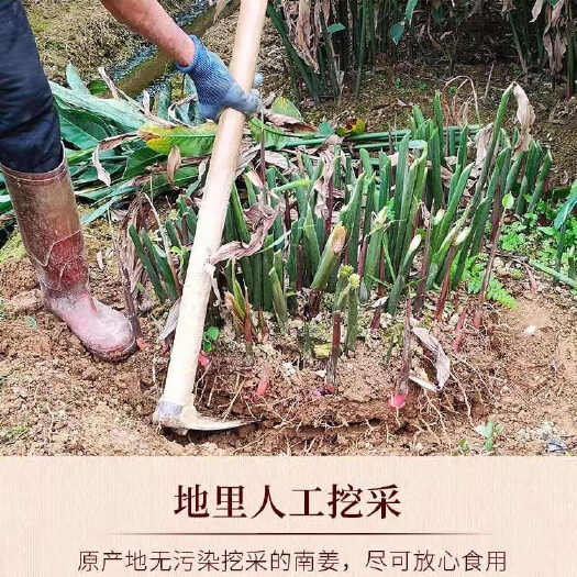 上思县新鲜广西南姜山姜头产地直发新鲜到家火锅配料