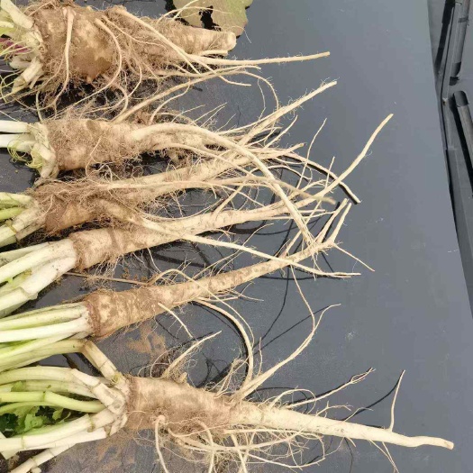 蔓菁有叫土人参油菜根大量上市了批发市场平台