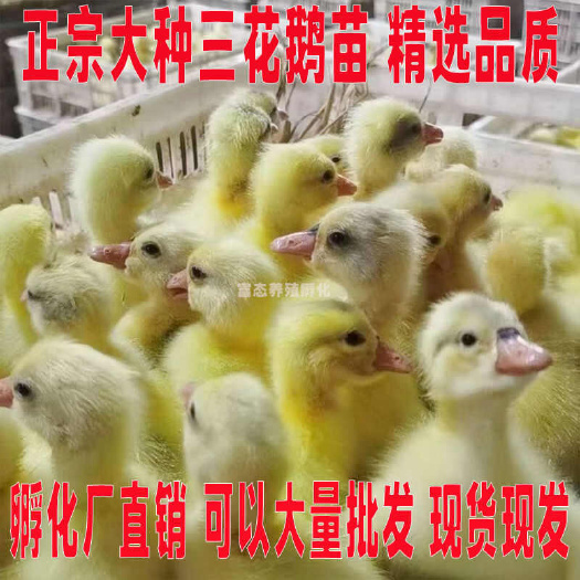 洪江市三花鹅苗 买1000送200 包防疫 包运输 货到满意付款