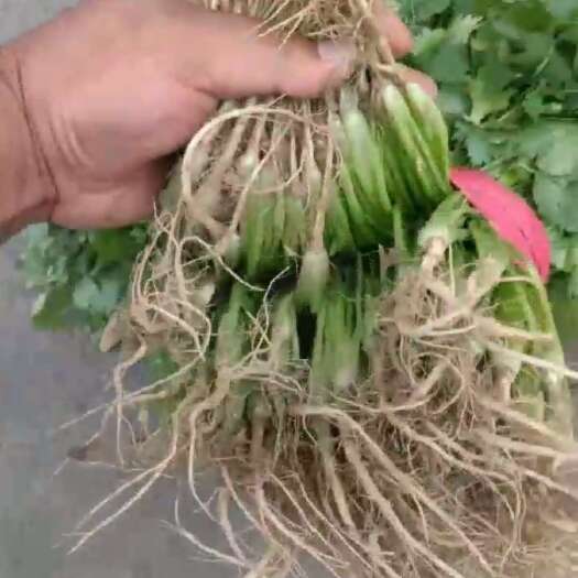 邯郸香菜