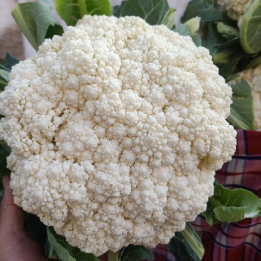 邯郸圆包菜 货源充足