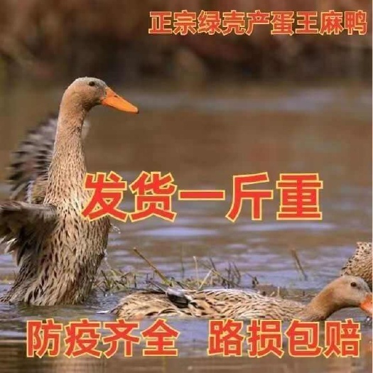 崇阳县麻鸭苗 买1000送200 包防疫 包运输 货到满意付款