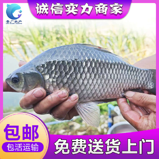 广州场地直销 杂交大白鲫鱼苗 免费送货 货到付款 量大从优
