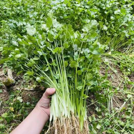 新鲜香菜  长而且高