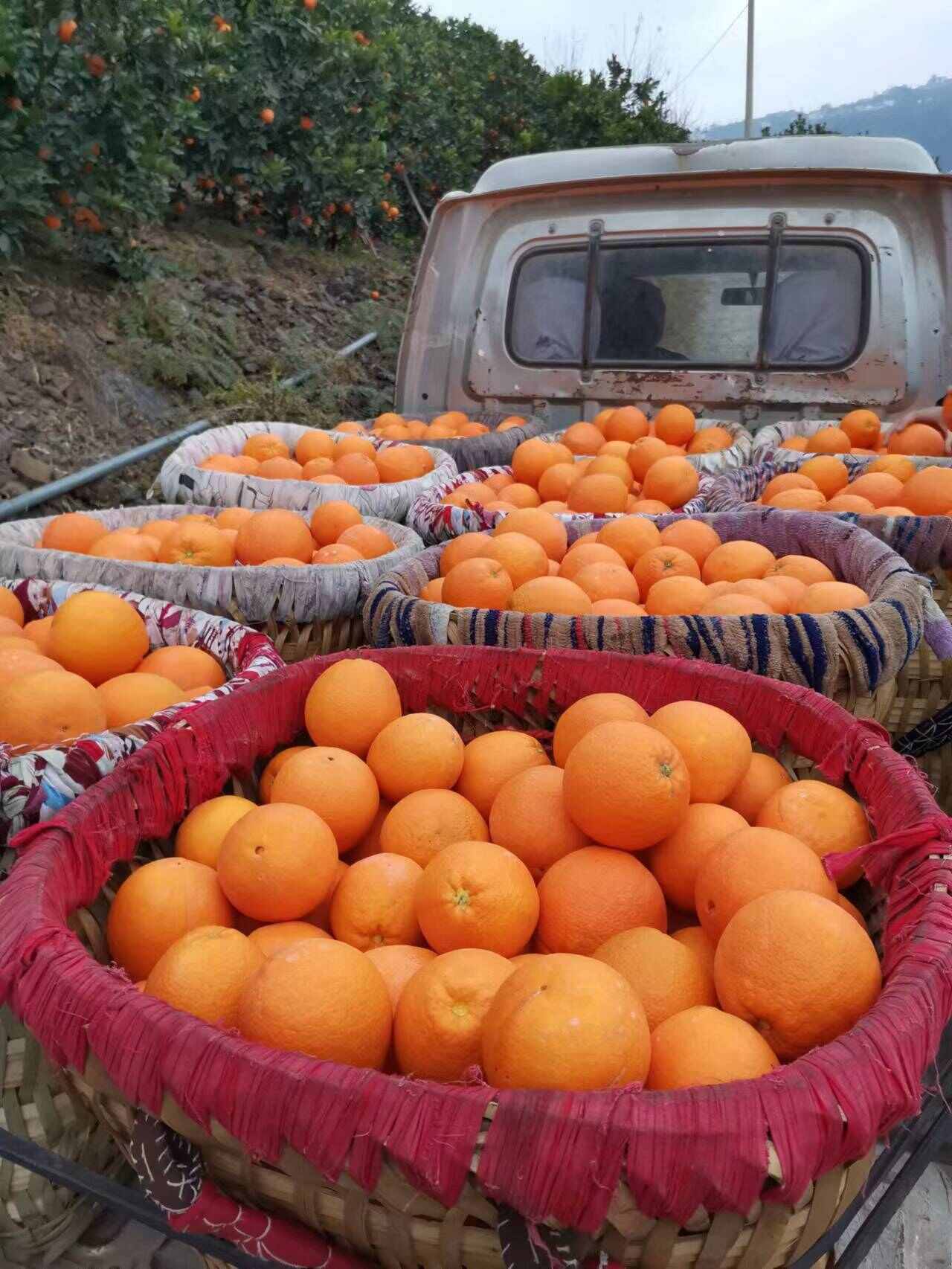 四川凉山雷波脐橙新鲜上市 健康美味 果实饱满汁多