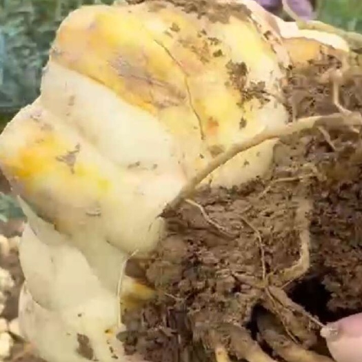 镇宁县龙芽百合