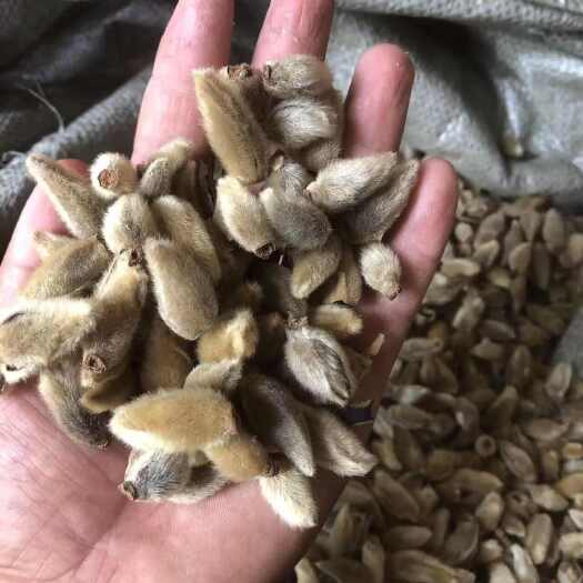 长葛市辛夷，今年新，过筛子