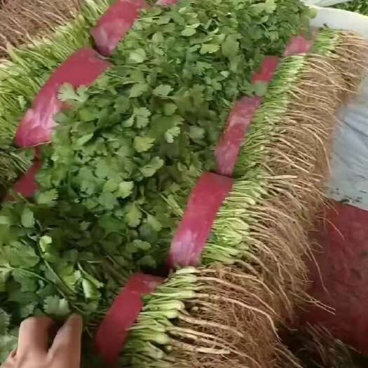 滑县精品大叶香菜电商平台直供