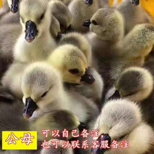 会宁县狮头鹅苗 买1000送200 包防疫 包运输 货到满意付款