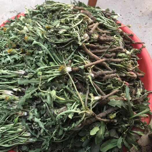 长葛市蒲公英，水洗人工挑捡