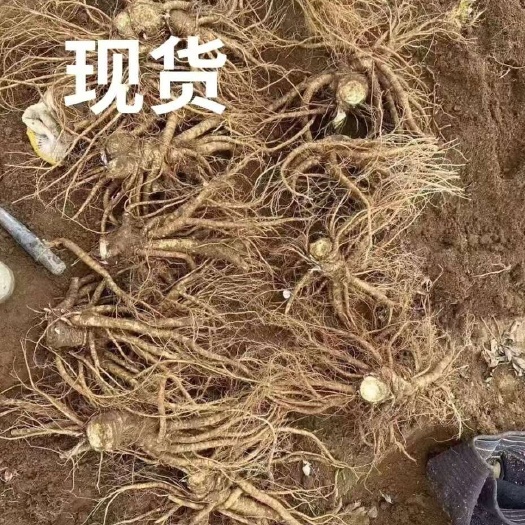 甘洛县大凉山精品高山日本当归大量出售！支持快递发货，欢迎购买