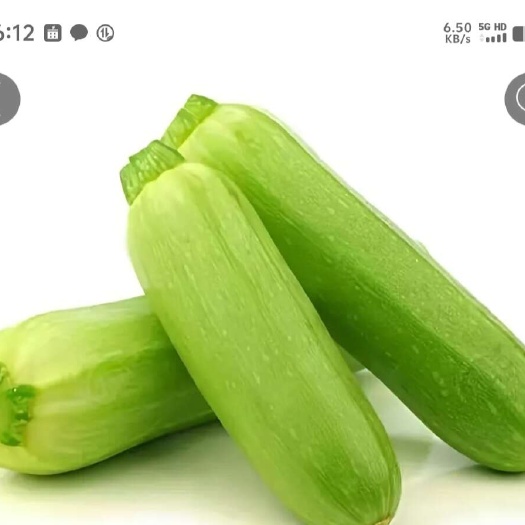 泸西县西葫芦