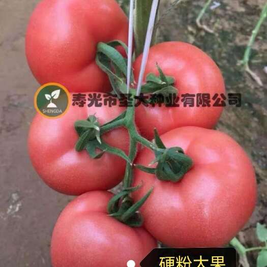 德玛 越冬硬粉番茄种子—西红柿种子！抗寒 高抗病毒 越冬早春