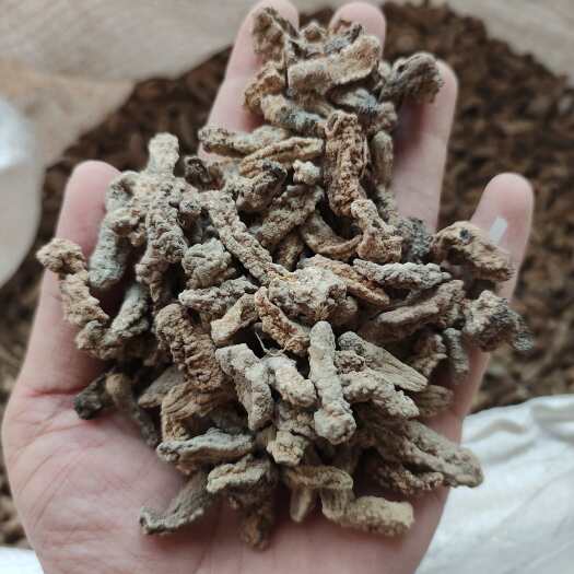 小黄肉1000头A货 泡发后95%没烂的