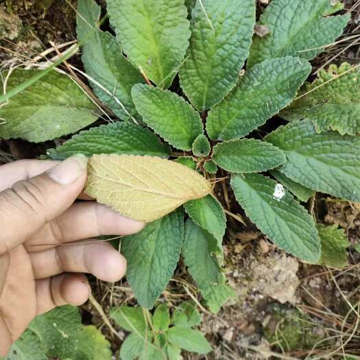 永泰县福州永泰石上莲干品