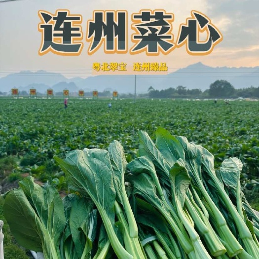 连州市连州菜心，粤北名蔬