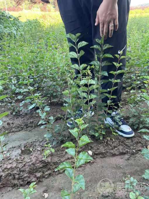 东营小叶丁香