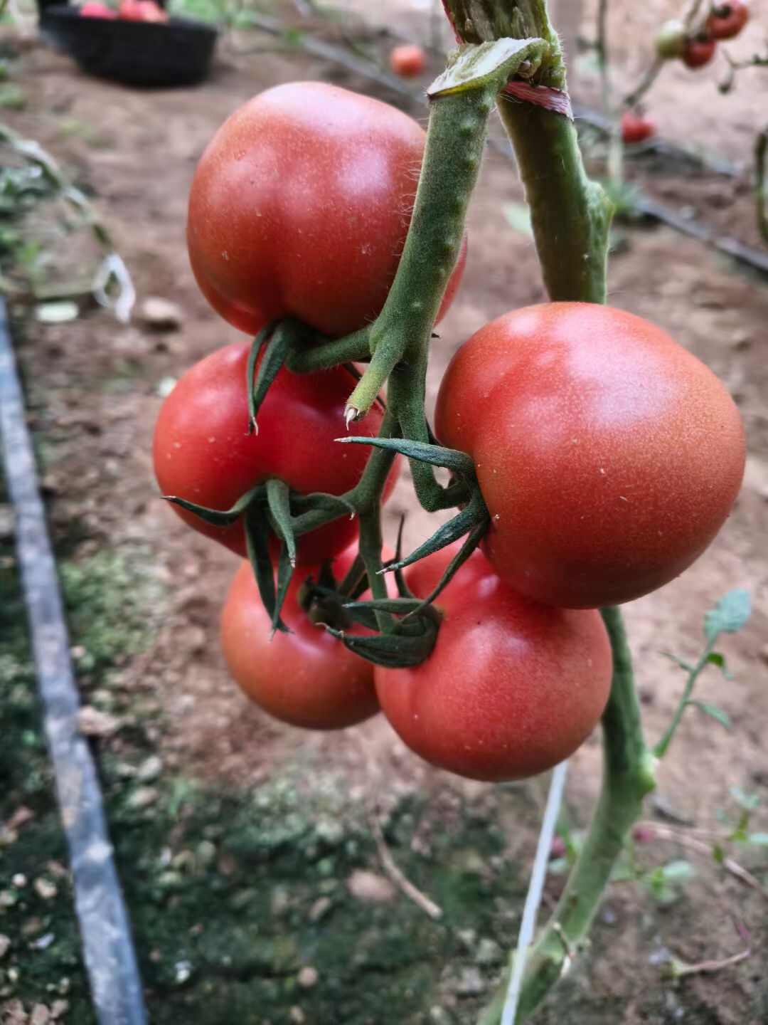 河北饶阳硬粉西红柿大量上市