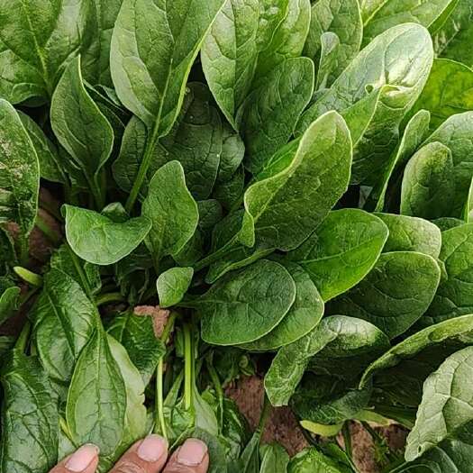 鹿邑县河南鹿邑大叶菠菜新鲜采摘当日发货