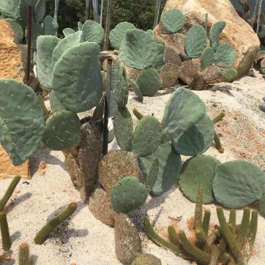 大盆丸仙人掌 团扇仙人掌带刺仙人掌 圆镜仙人掌多肉植肉厚水多