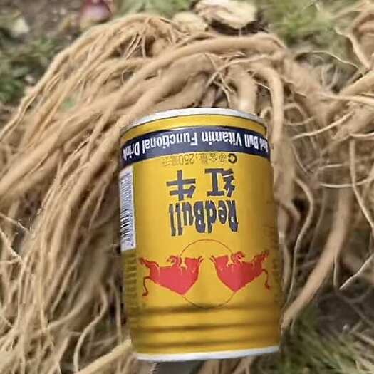 玉龙县云南丽江当归