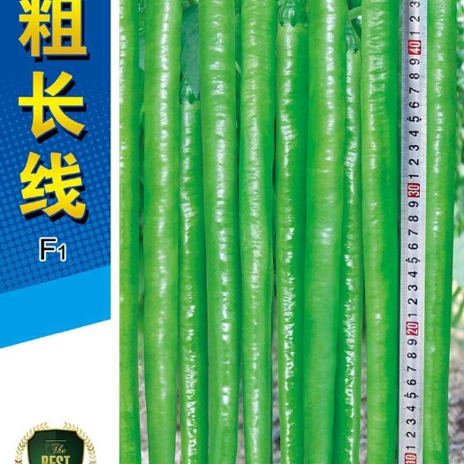鸡泽县粗长线大果早熟条椒种子卖相好果长40-50厘米包邮