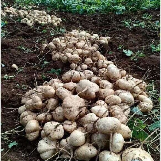 云南3000畝土瓜(涼薯)準備開挖