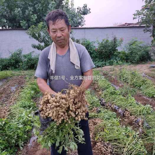 蒙城县大量高油酸花生果，米销售，品种为花育917，油酸含量>=75