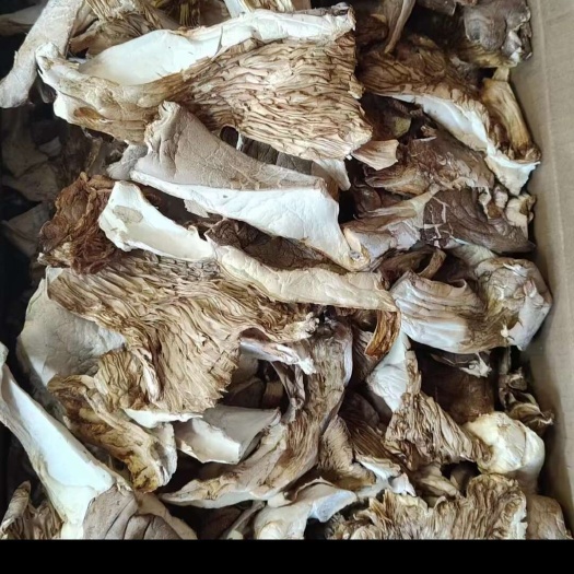 襄城县灵芝菇，灵芝菇干品，干灵芝菇，灵芝菇干