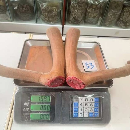 抚松县鹿场直发：花鹿头茬鹿茸，鲜鹿茸片，怪角，帝王套等鹿产品批发