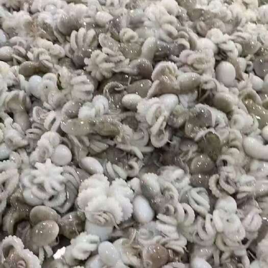 福州章鱼