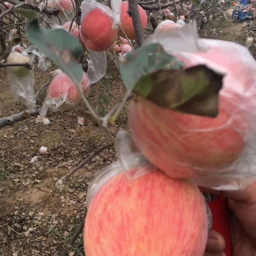 纸加膜红富士苹果，陕西红富士苹果，水晶红富士苹果，冰糖心苹果