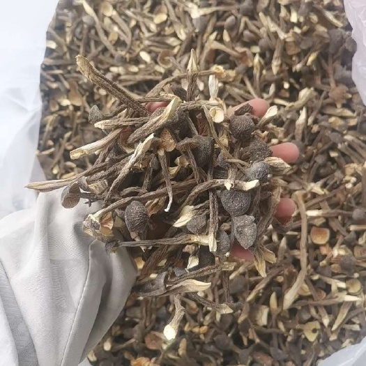 昆明干货土特产黑皮鸡枞2024年好货