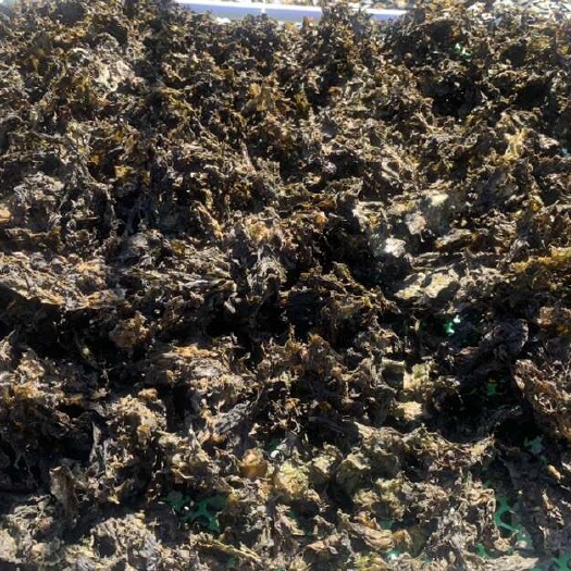 榕江县精品地皮菜，干净、免洗、大片、