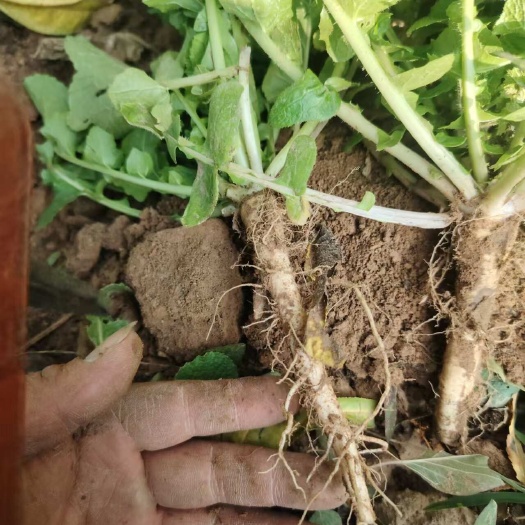 蔓菁盘菜油菜有叫土人参大量上市了批发平台货有要老板联系我