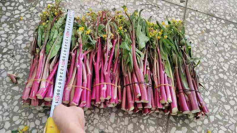 精品红菜苔  自家种植 货量充足