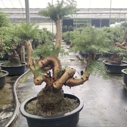 闽侯县澳洲杉通通批发价